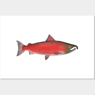 Coho Salmon - Spawn Phase Posters and Art